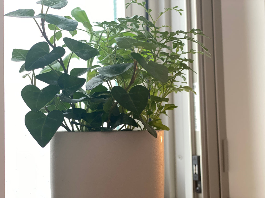 ズボラな私でも、憧れの緑のある暮らしが叶う!?水だけで育つ観葉植物とは