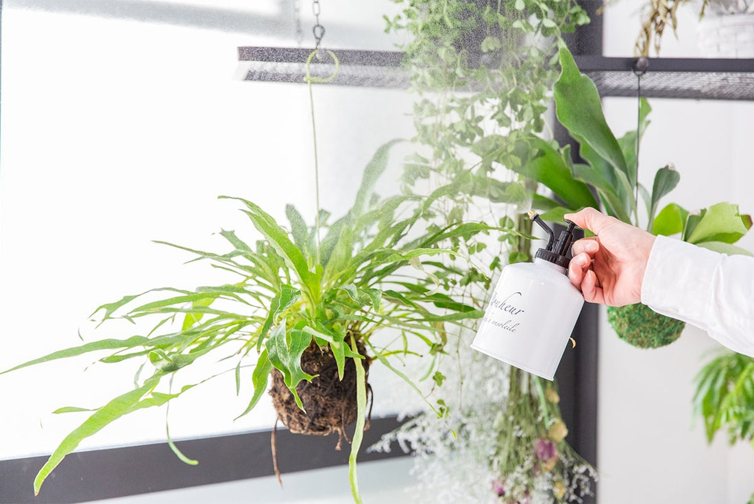 葉水とは?観葉植物に葉水をする頻度・タイミングとやり方を解説
