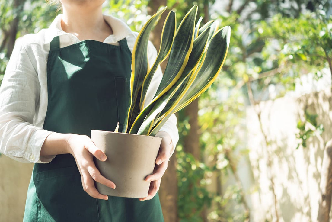 サンスベリアとは?特徴・育て方と植え替えのポイント