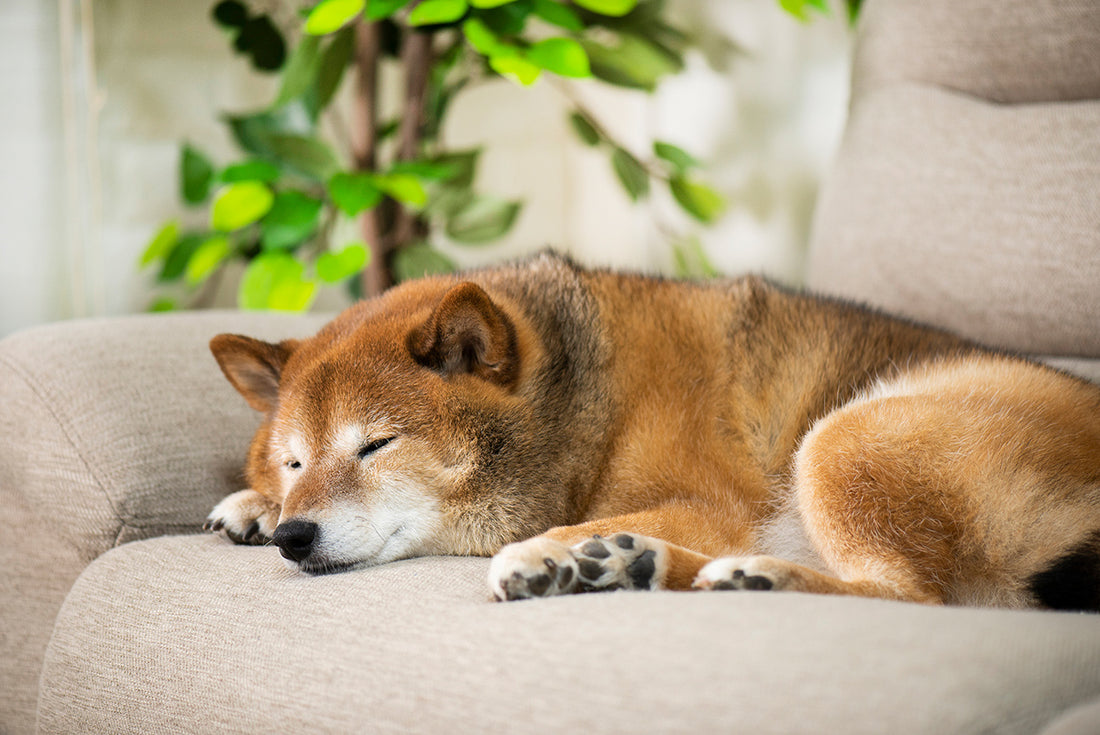 種類によっては要注意!ペットがいる場合の観葉植物の選び方と安全な観葉植物9選