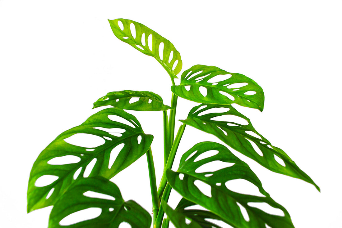 マドカズラとは?特徴・育て方と植え替えのポイント