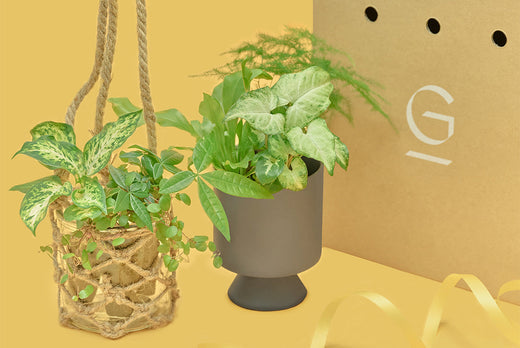バレンタインギフトに&Greenの観葉植物を