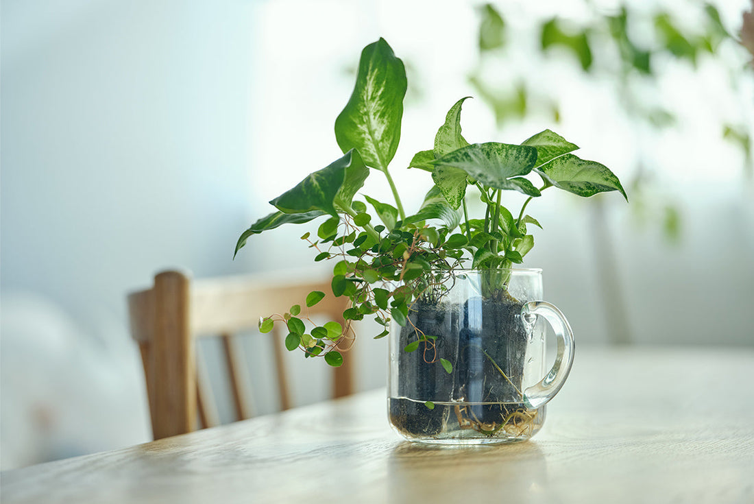 新生活に&Greenの観葉植物を