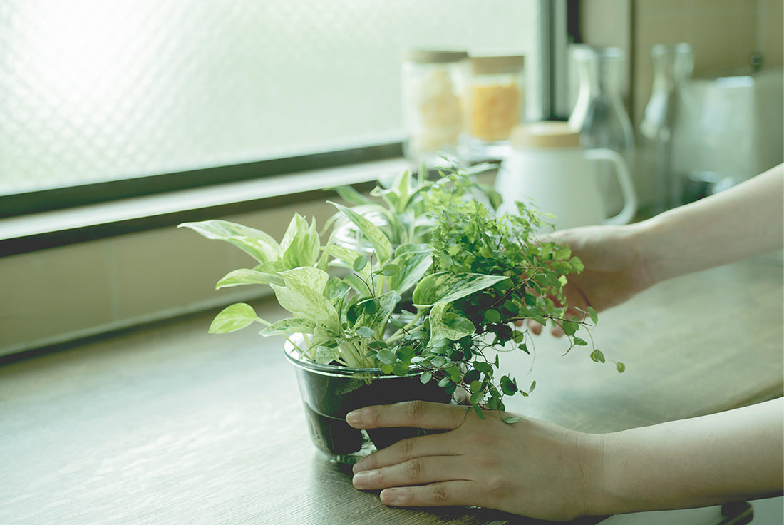 初心者でも育てやすい!室内をおしゃれに変えるおすすめの観葉植物とは?
