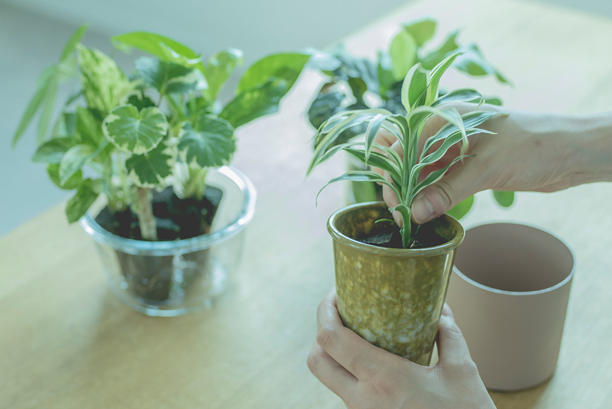 観葉植物の寄せ植えとは？基本から注意点、おすすめのレイアウトまで解説！ – &Green