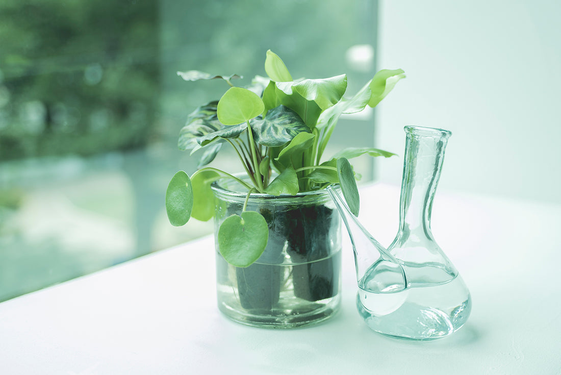 初心者でも簡単!育てやすいおすすめの観葉植物の種類9選