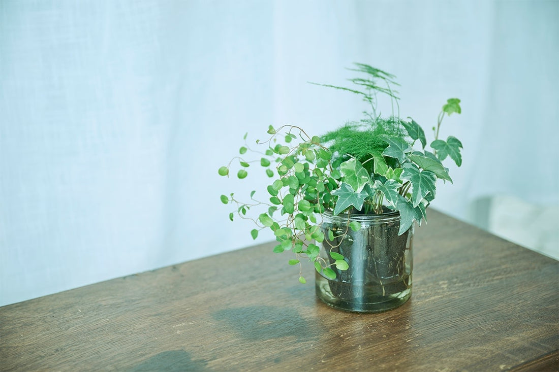 &Greenの適した置き場所は?