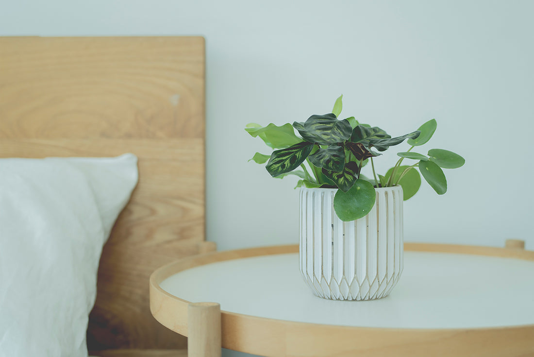 一人暮らしにも!おしゃれな観葉植物の飾り方&おすすめの置き場所