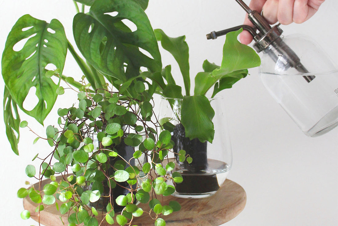 水だけで育てる観葉植物!室内の水耕栽培におすすめの品種は?