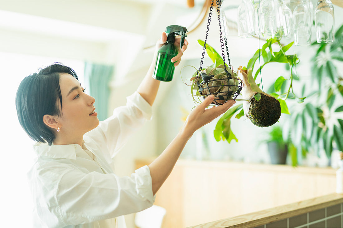 観葉植物を吊るす「ハンギンググリーン」がインテリアにおすすめ!