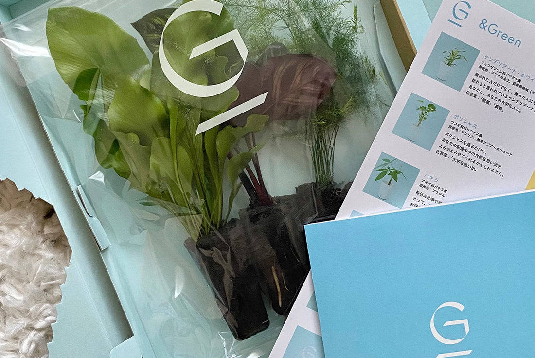 お祝いのプレゼントやちょっとしたギフトにぴったり!花言葉で選ぶ観葉植物8選