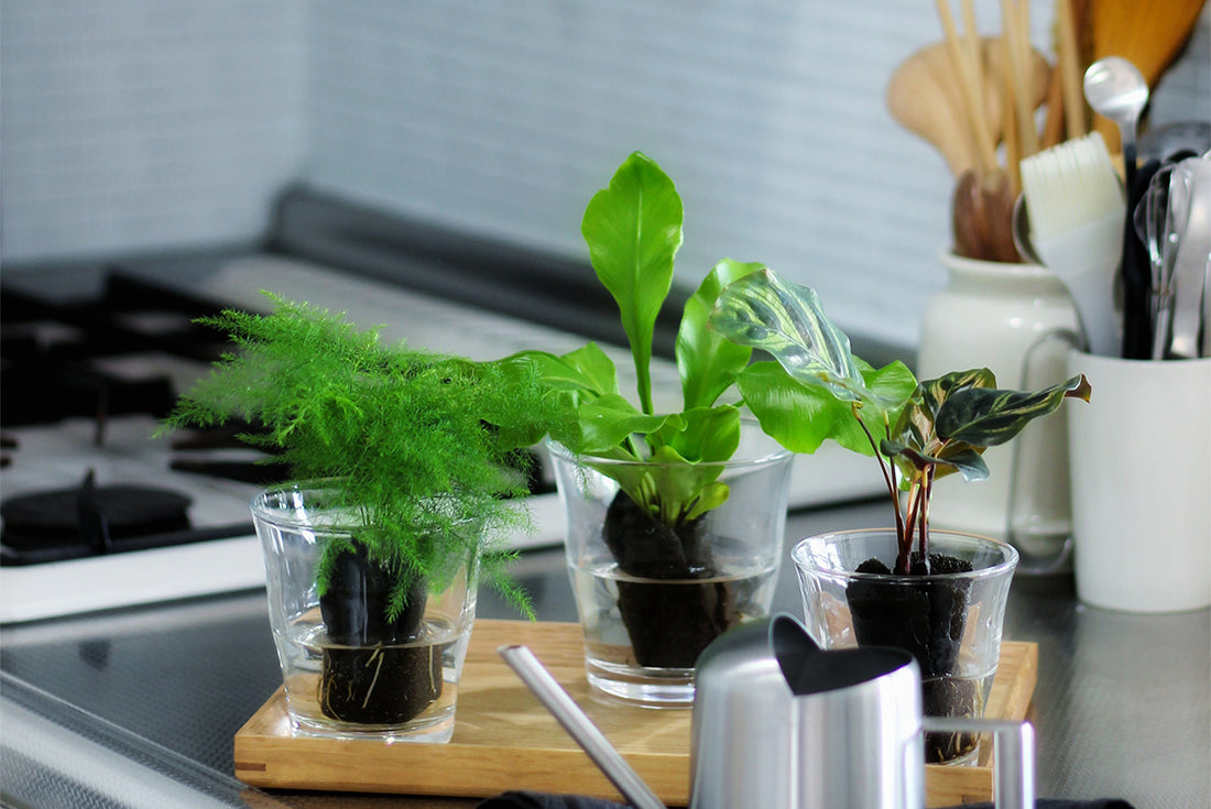 キッチンにおすすめの観葉植物は?おしゃれな飾り方、注意点、風水も!