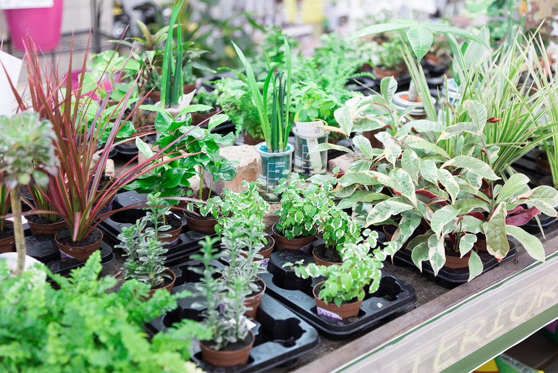 観葉植物はどこで買う?園芸店とネット通販の違いは?おすすめの購入場所をご紹介