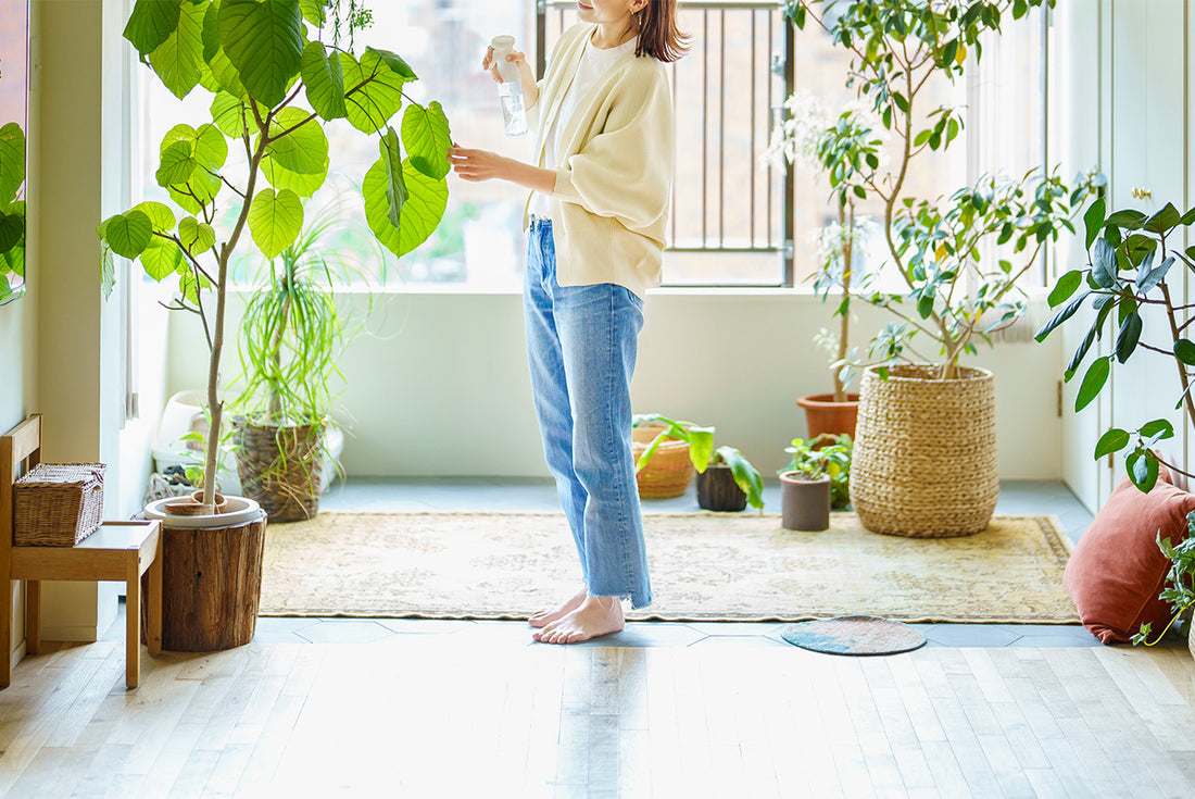 サイズ別に解説!初心者にぴったりの育てやすい観葉植物おすすめ15選