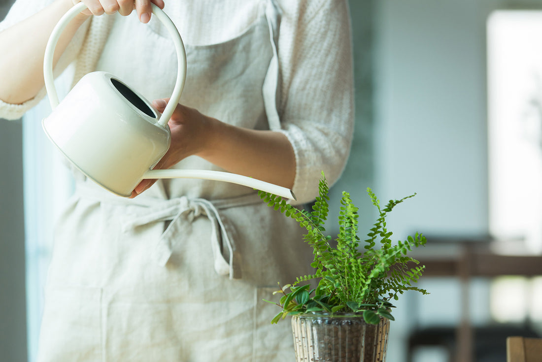 観葉植物が枯れる原因の8割は水やり?適切な水やりの方法を解説