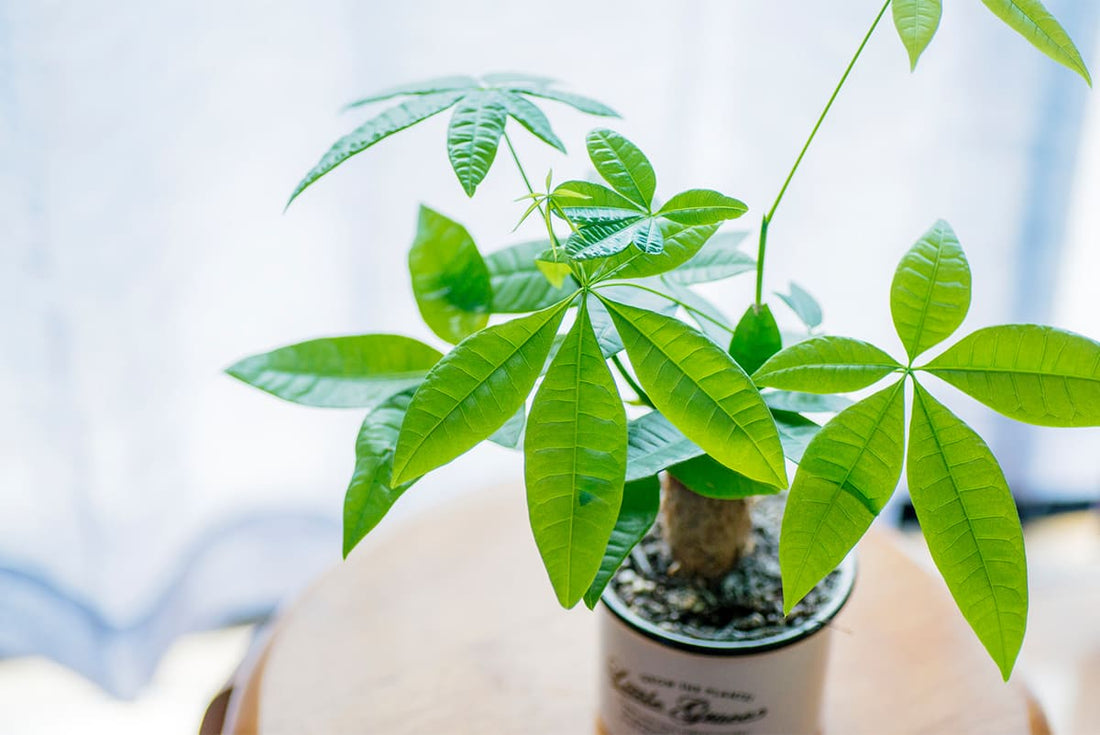 パキラとはどんな観葉植物?基本的な育て方と注意点を解説!