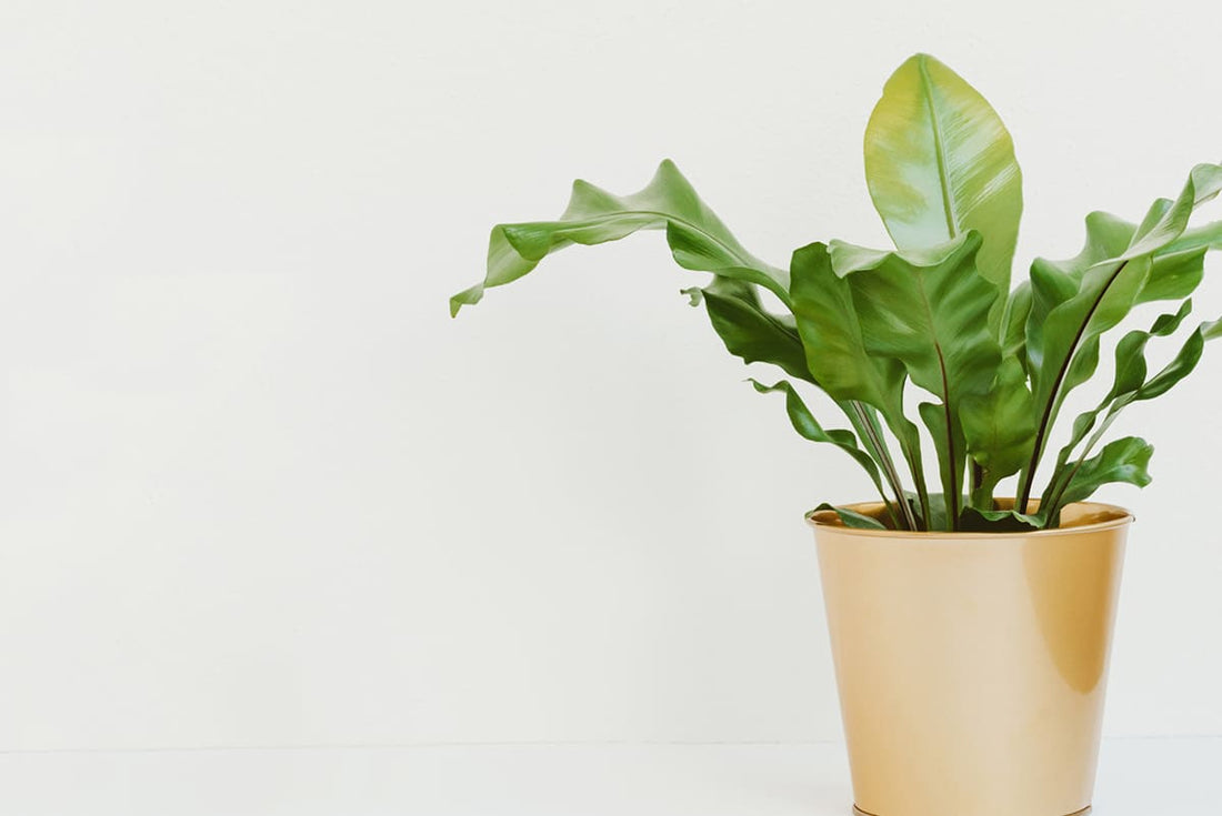 アスプレニウムはどんな植物?風水・花言葉と押さえておきたい育て方