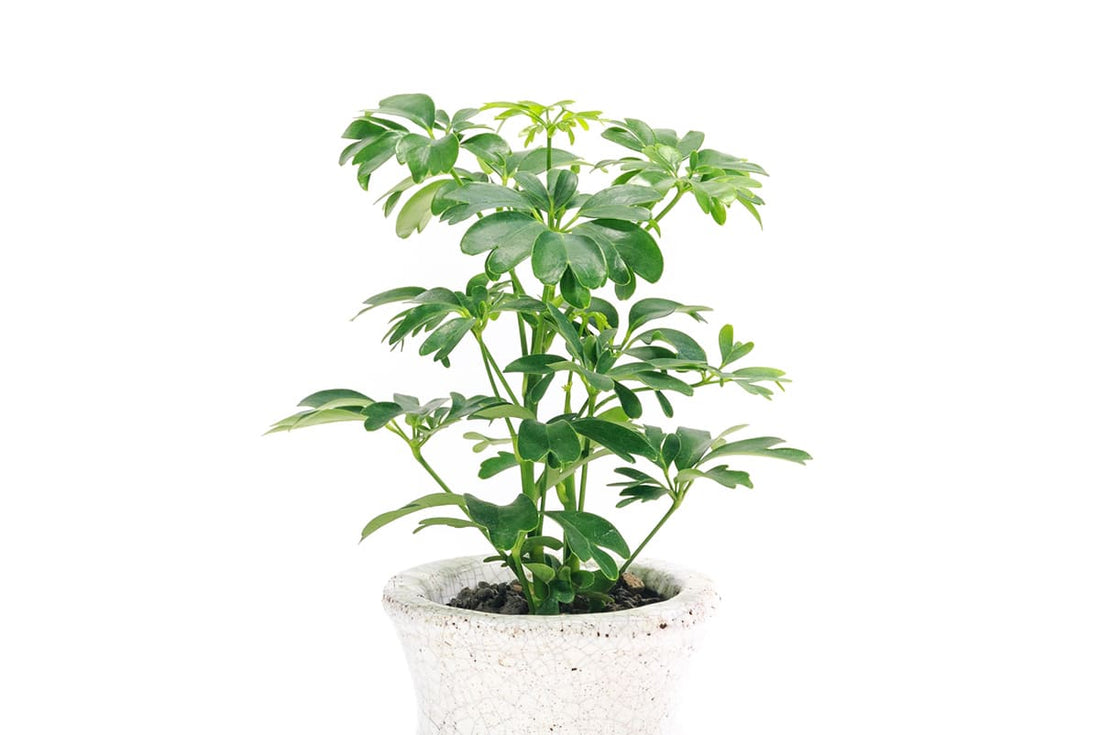 シェフレラはどんな植物?風水・花言葉と押さえておきたい育て方