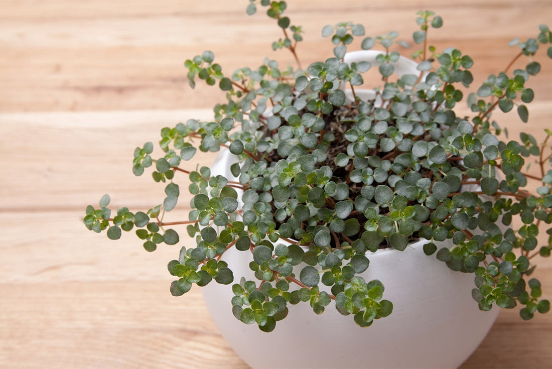 ピレアとはどんな植物?花言葉・風水と上手に育てるためのポイント