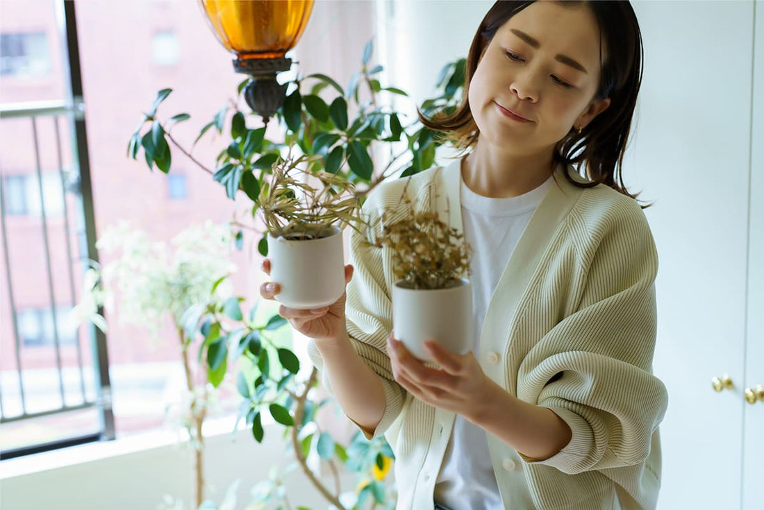 観葉植物が枯れる原因は?復活させるための対処方法と枯らさないためのポイント