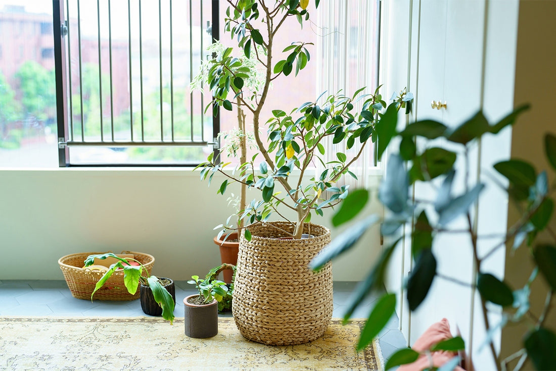 インテリアにおすすめの観葉植物は?おすすめの飾り方と&Greenの人気観葉植物7選