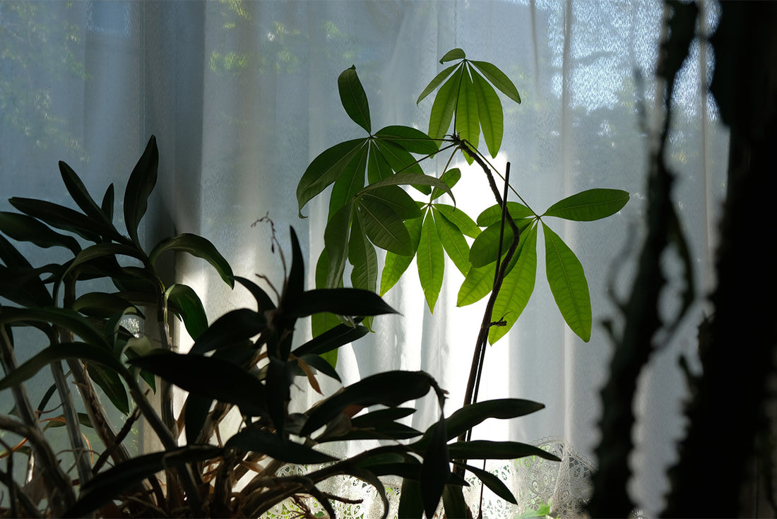 日陰でも観葉植物を上手に育てるには?育て方のポイントと耐陰性に優れた観葉植物5選