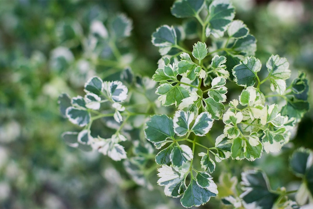 ポリシャスとは?特徴・育て方と植え替えのポイント