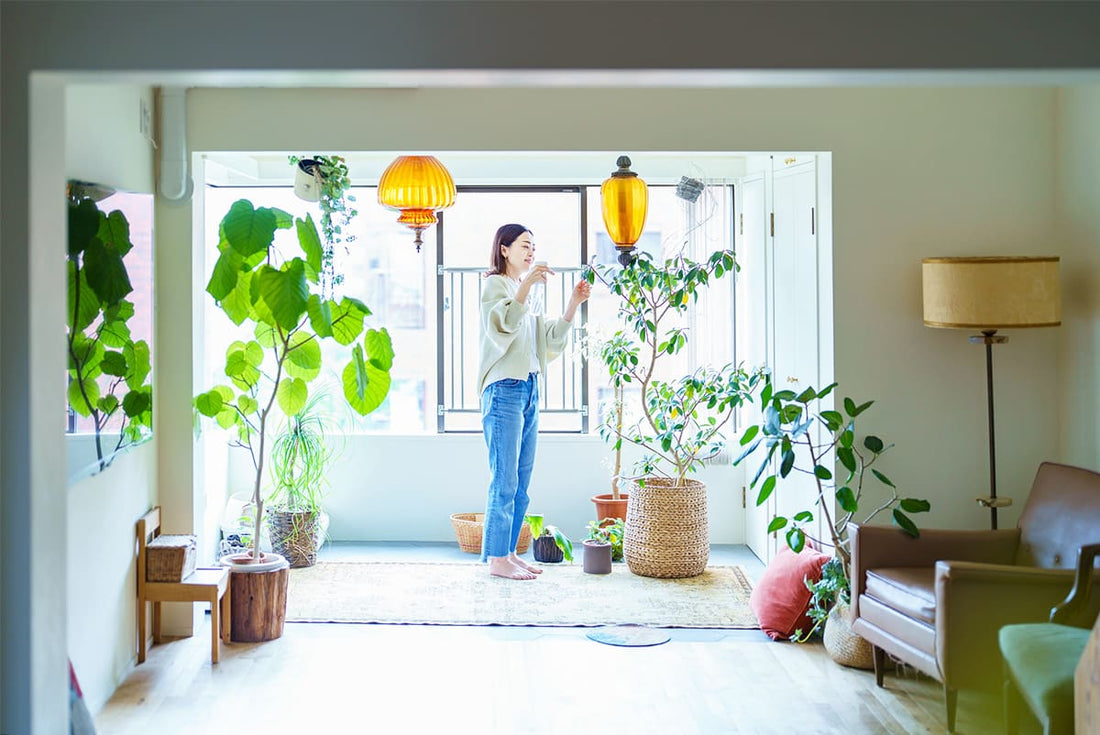 観葉植物を部屋に飾る効果は?6つのメリットとおすすめの観葉植物5選