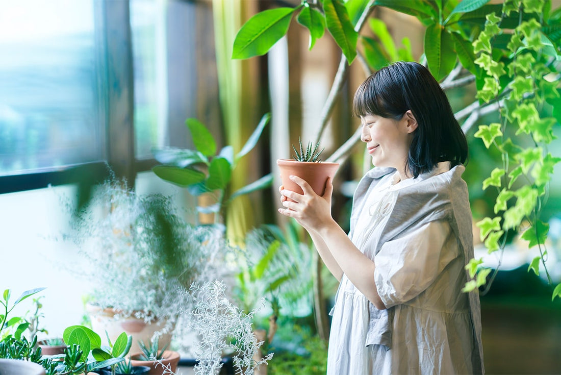 観葉植物を部屋に飾る効果とおすすめの観葉植物10選