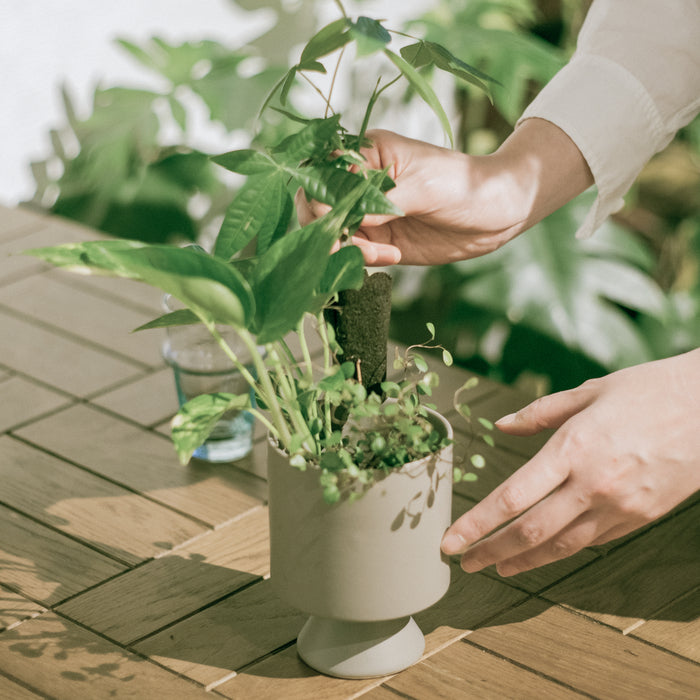 Custom Set（自由に選べる観葉植物3種セット）｜＆Green通販サイト