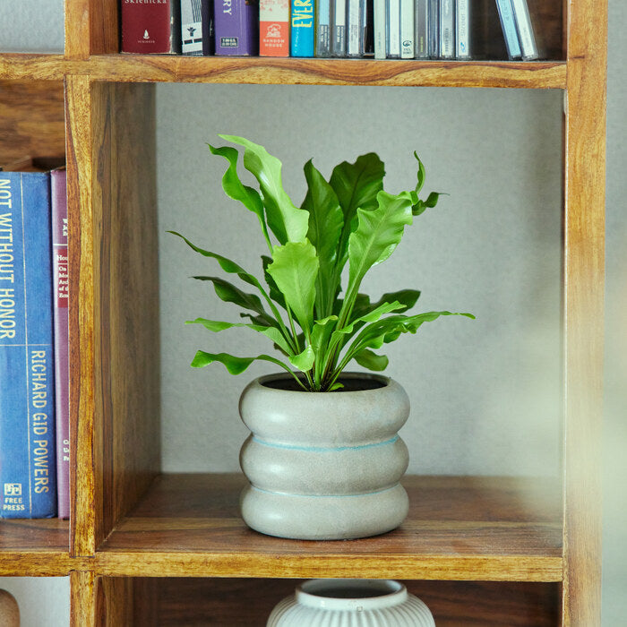 25㎝ & 20㎝ ♬お庭の彩りに〜♬ Simple Green – &Green