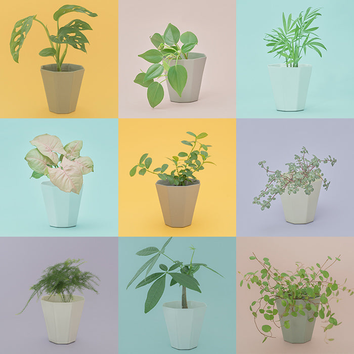 Custom Set（自由に選べる観葉植物3種セット）｜土を使わない観葉植物