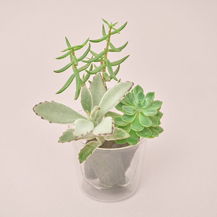 Taniku Set Usagi（多肉植物のセット）｜土を使わない観葉植物 – &Green