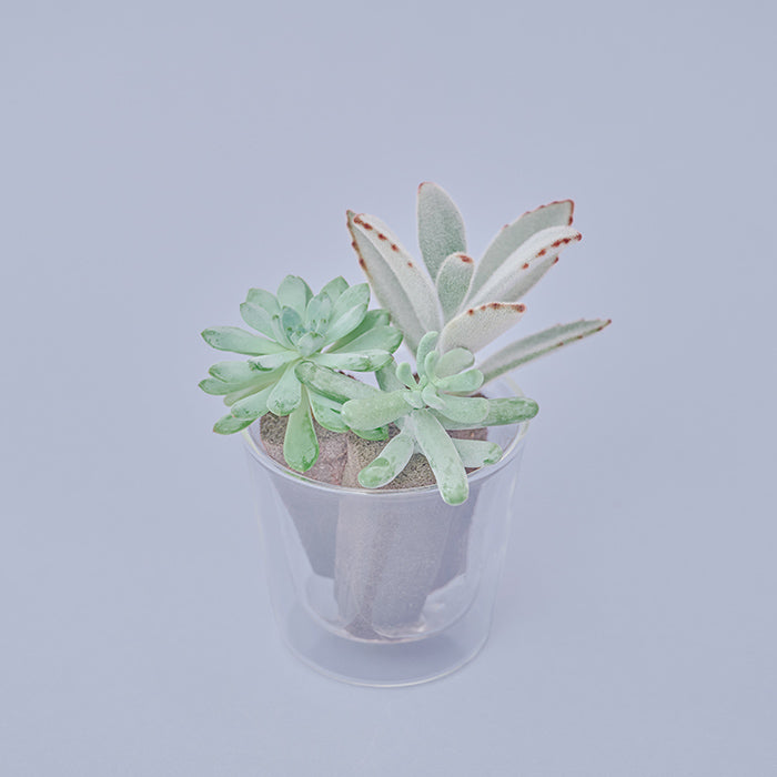 Taniku Set Alan（多肉植物のセット）｜土を使わない観葉植物 – &Green