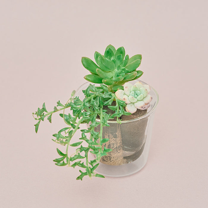 Taniku Set Pink（多肉植物のセット）｜土を使わない観葉植物 – &Green