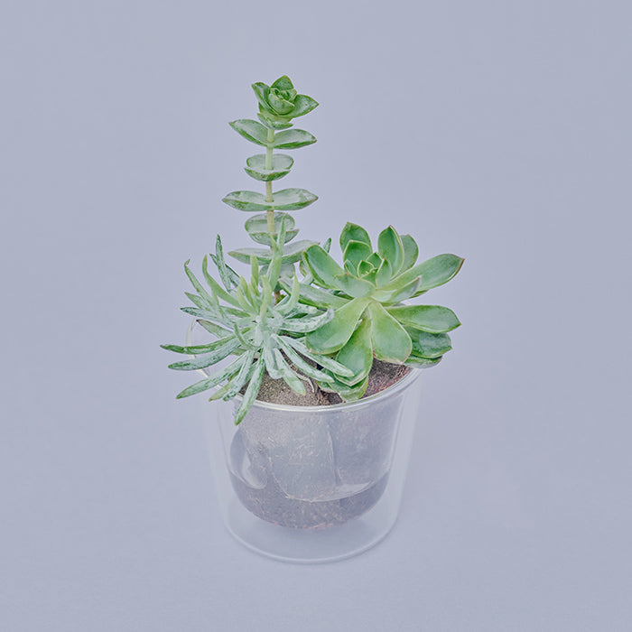 Taniku Set Star（多肉植物のセット）｜土を使わない観葉植物 – &Green