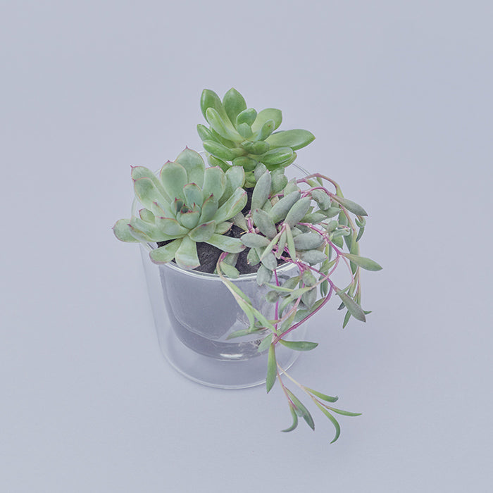 その他多肉植物 natulal f0ec6facee28500be2063ea154dfa8