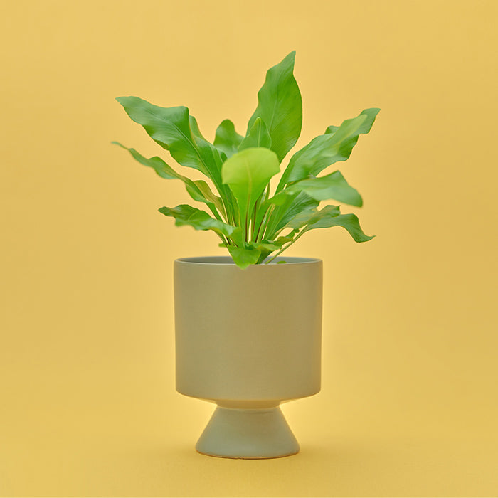 アスプレニウム M（Simple Green）｜土を使わない観葉植物 – &Green