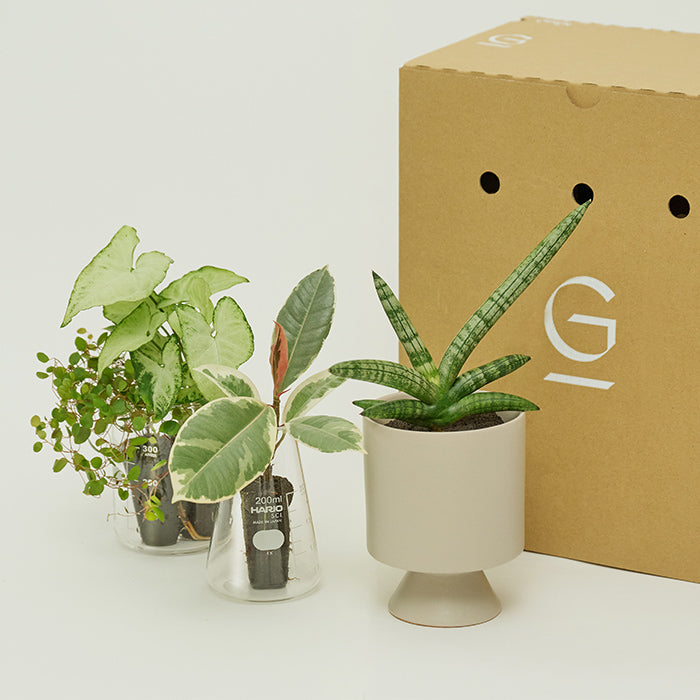 送料無料】Beaker & サンスベリア・ボンセレンシスM Set（植物と器の