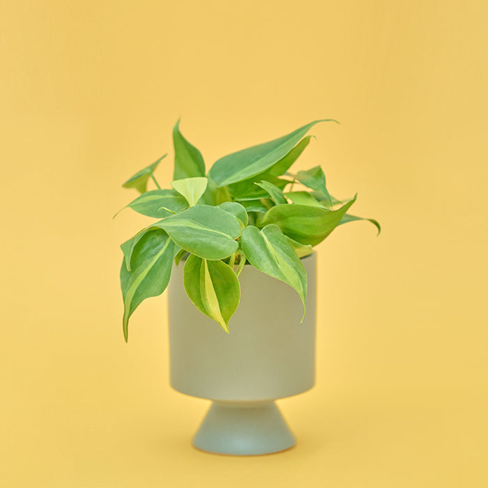 オキシカルジウム・ブラジル Set｜土を使わない観葉植物 – &Green