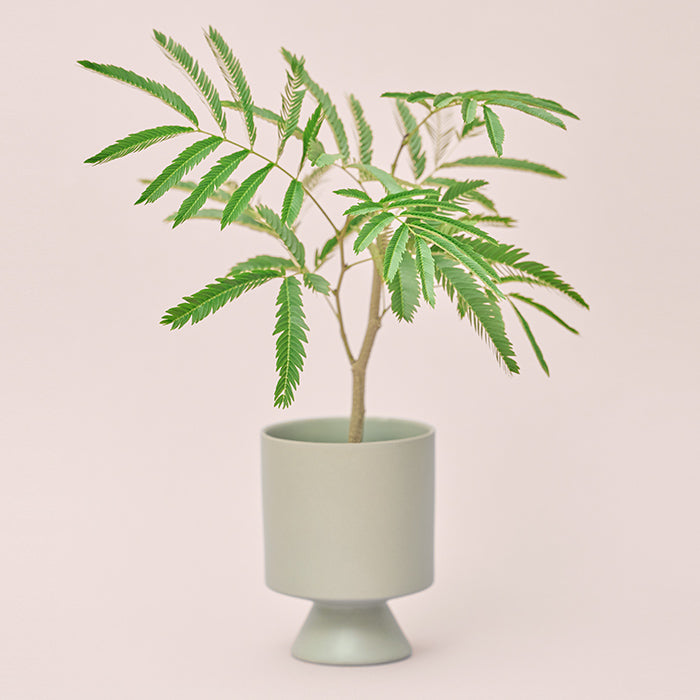 エバーフレッシュ M（Simple Green）｜土を使わない観葉植物 – &Green