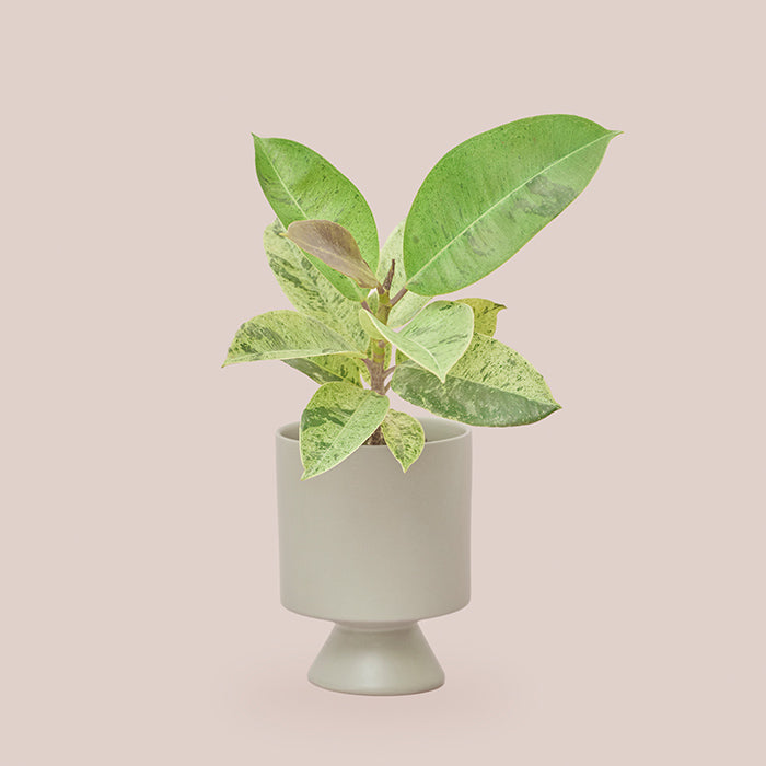 フィカス・ジン M（Simple Green）｜土を使わない観葉植物 – &Green