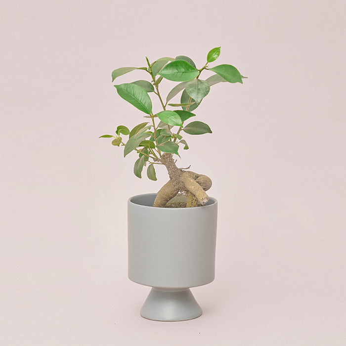 ガジュマル M（Simple Green）｜土を使わない観葉植物 – &Green