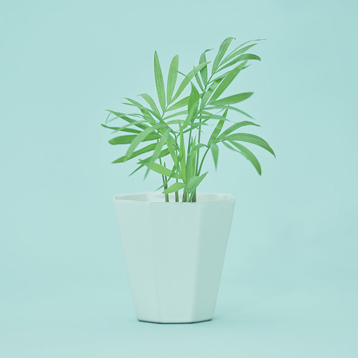 テーブルヤシ