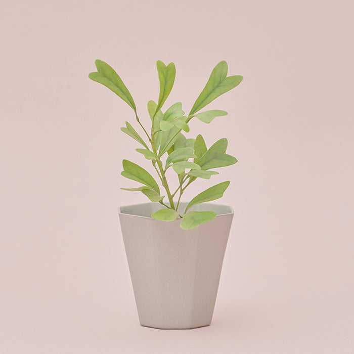 シェフレラ・トライアンギュラリス – &Green