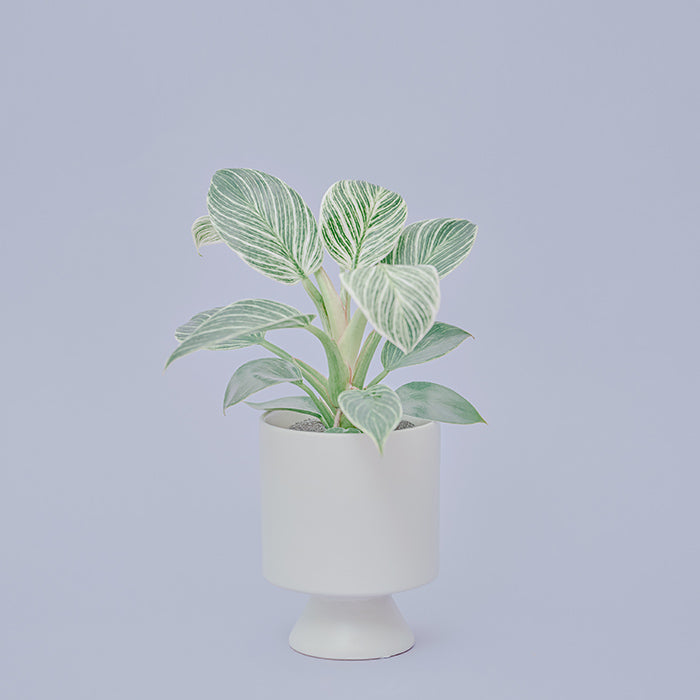 フィロデンドロン・バーキン M（Simple Green）｜土を使わない観葉植物