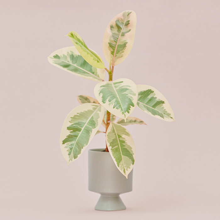 フィカス・ティネケ M（Simple Green）｜土を使わない観葉植物 – &Green