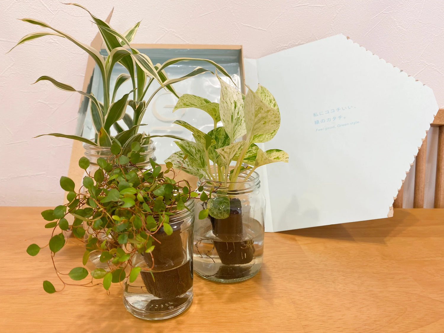 「本当に水だけで育てられた」忙しくてもグリーンライフを心から楽しめたワケ