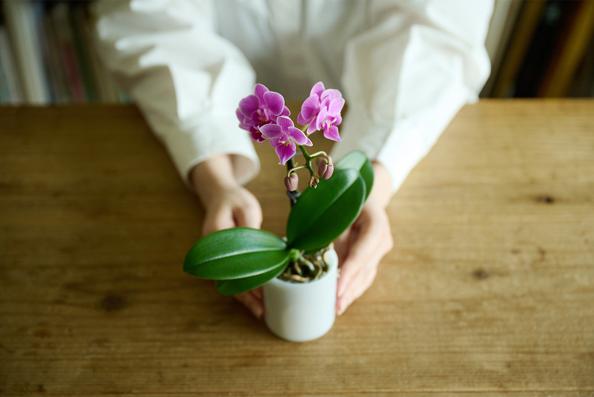 母の日ギフトに&Greenの植物を