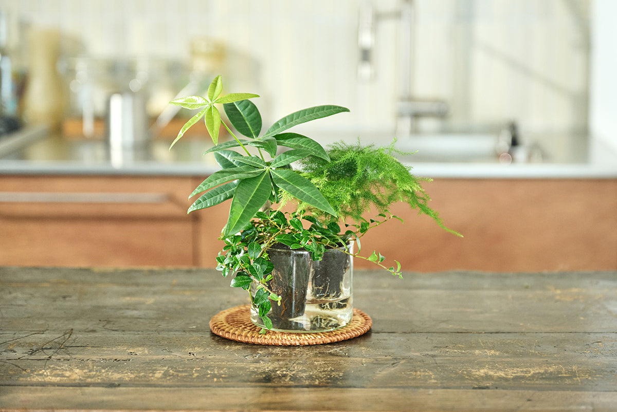 敬老の日キャンペーン開催　変わらない健康を願う花言葉を持つ観葉植物3種Set「Isaac」が10％Off！